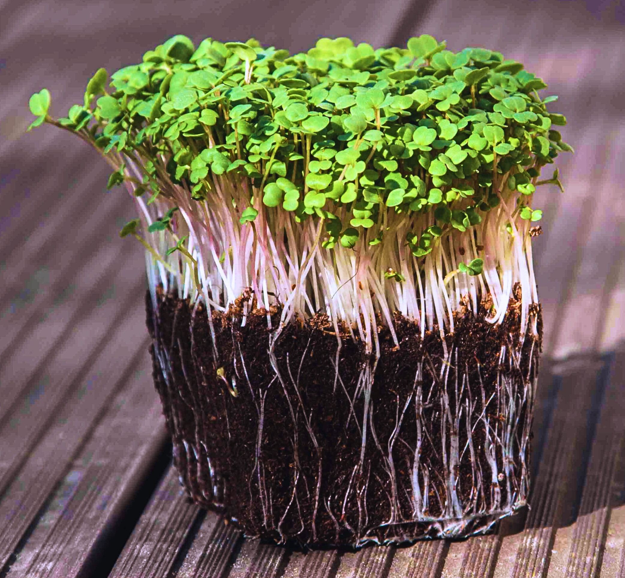 Rukola