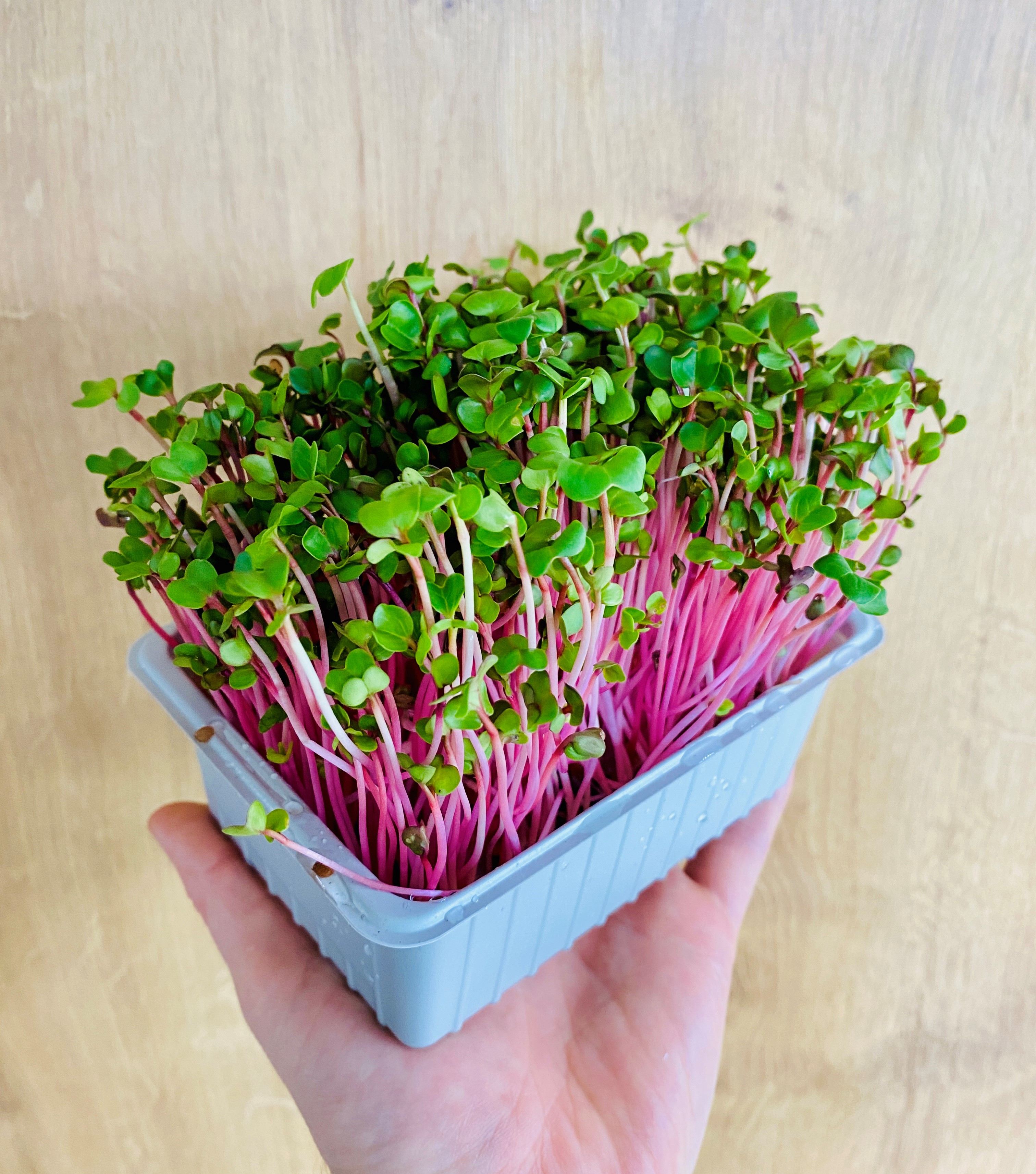 Vanička s microgreens